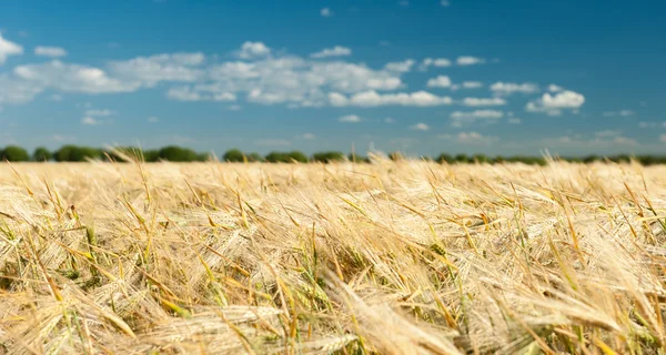 Wheat field and blue sky summer landscape — Stock Photo, Image