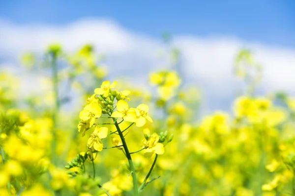 Yellow flower rapeseed field — Stock Photo, Image