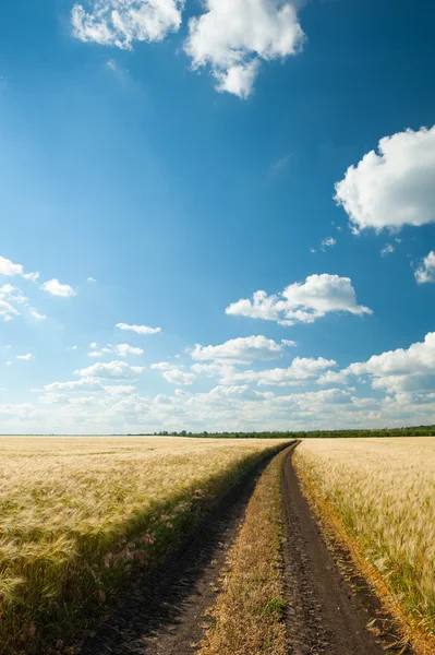 Pozemní cesta v poli pšenice. — Stock fotografie