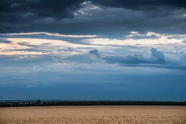 Campo de trigo y cielo azul paisaje de verano — Foto de Stock