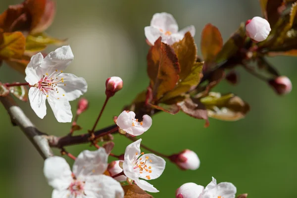 White cherry flowers in spring — Stock Photo, Image