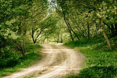 toprak yol yaz ormandaki 