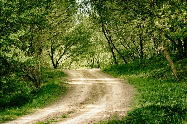 Ground road in summer forest — Stock Photo, Image