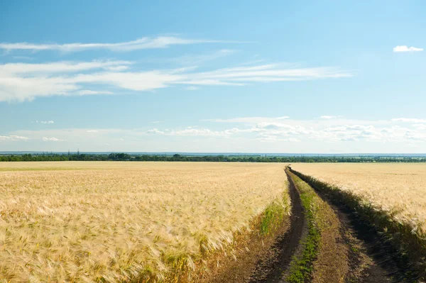 Estrada de terra no campo de trigo . — Fotografia de Stock