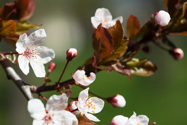 White cherry flowers in spring — Stock Photo, Image