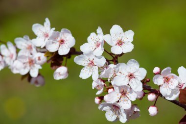 Baharda beyaz kiraz çiçekleri