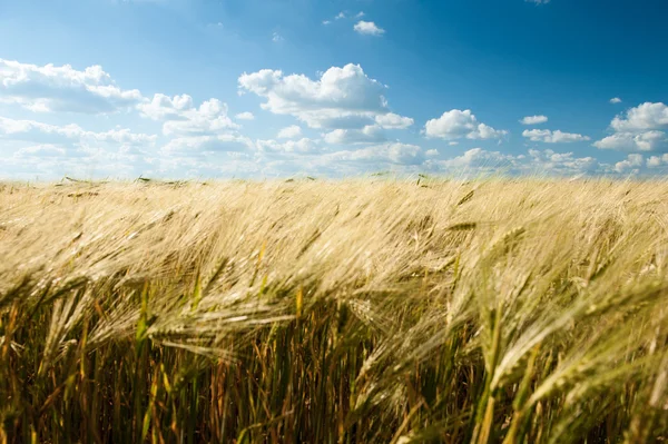 Wheat field and blue sky summer landscape — Stock Photo, Image