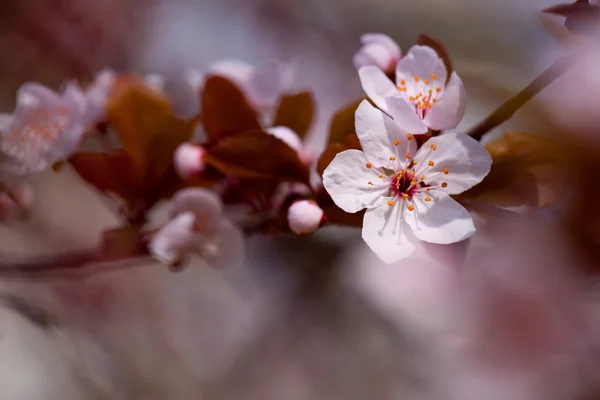 Bílé třešňové květy na jaře — Stock fotografie