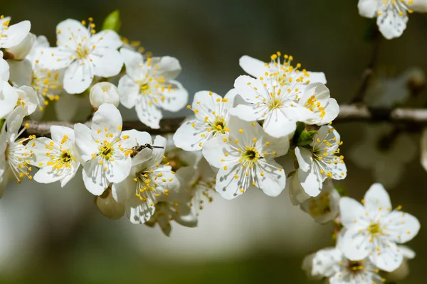 春の白い桜 — ストック写真