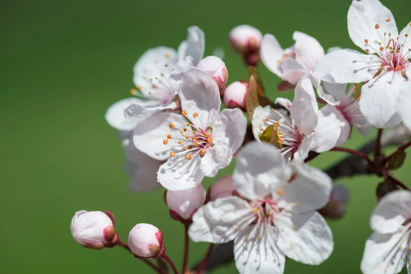 White cherry flowers in spring — Stock Photo, Image