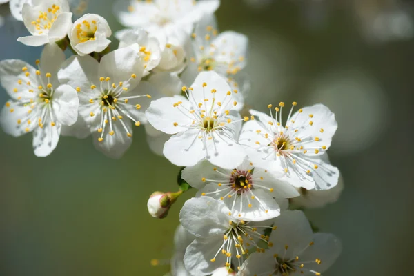 White cherry flowers in spring — Stock Photo, Image