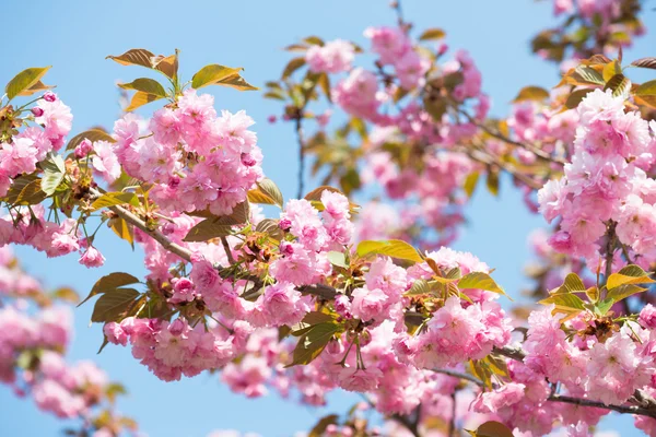 Flor rosa, flor de cerezo en primavera —  Fotos de Stock