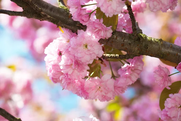 粉红色的花，樱花盛开在春天 — 图库照片
