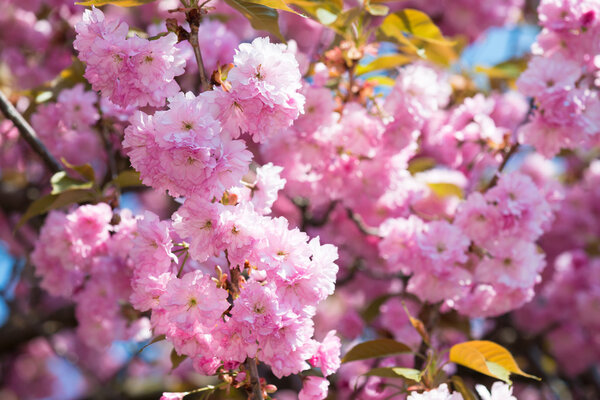 розовый цветок, цветок вишни весной
