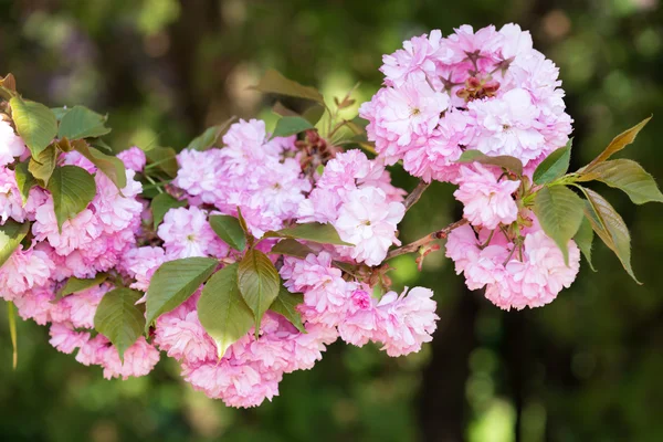 春にピンクの花、桜の花 — ストック写真