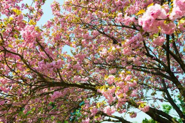 kiraz çiçek, çiçek bahar