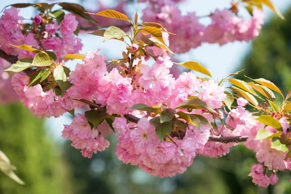 Flor de cerezo, flor en primavera —  Fotos de Stock