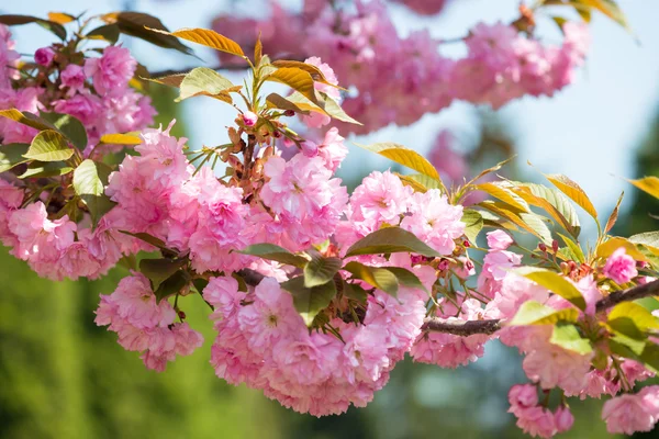 Cherry flower, blossom at spring — Stock Photo, Image