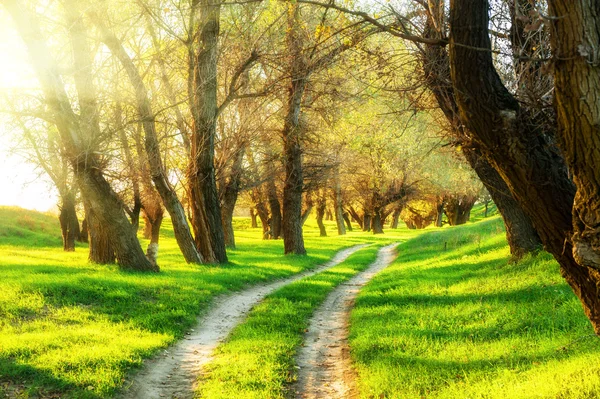 Bosque de verano con sol y carretera terrestre — Foto de Stock