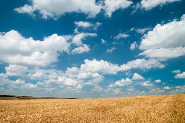 Pšeničné pole a obloha letní krajina — Stock fotografie