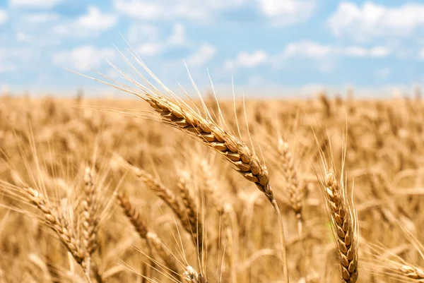 Wheat field and sky summer landscape — Stock Photo, Image