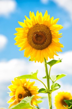 alan, Bahar peyzaj büyük ayçiçeği