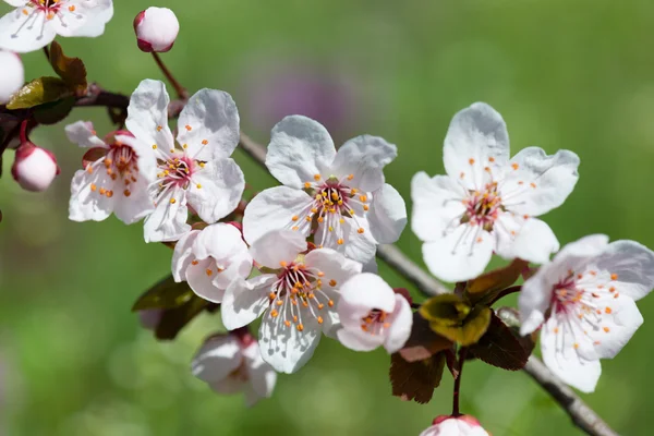 White cherry flowers in spring — Stock Photo, Image