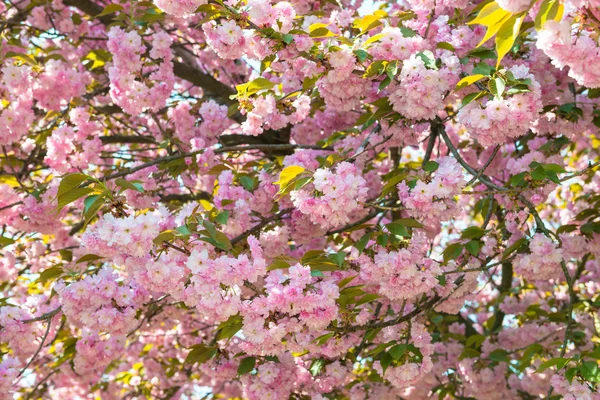 Cherry flower, blossom at spring — Stock Photo, Image