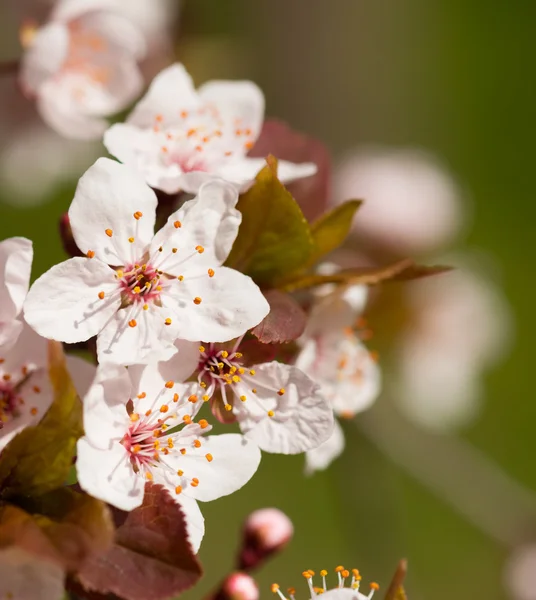 春に白い桜の花 — ストック写真
