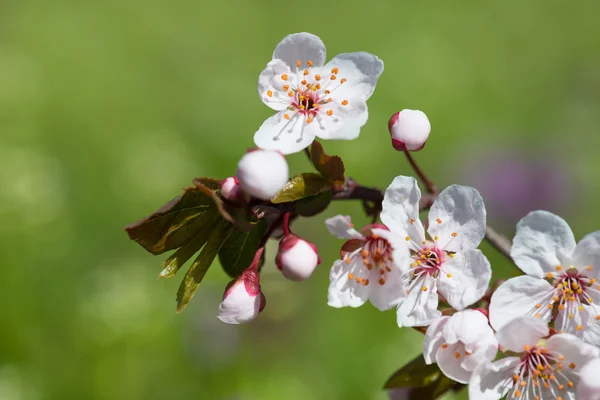 White cherry flower in spring — Stock Photo, Image
