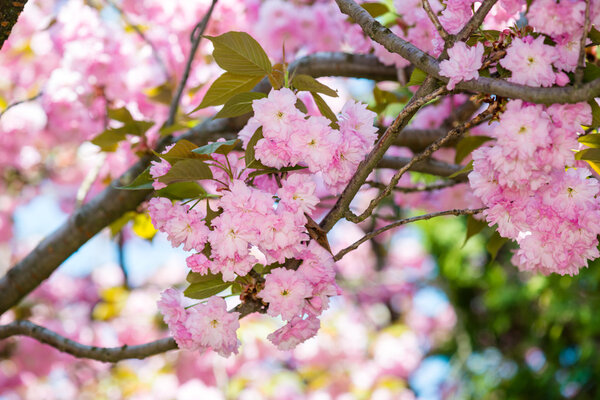 Цветок вишни, цветущий весной
