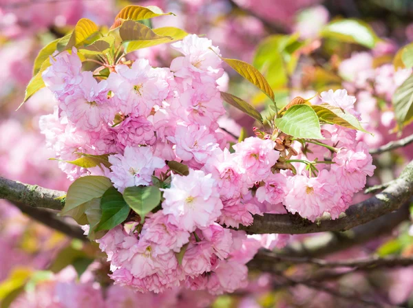 Cherry blomma, blomma på våren — Stockfoto