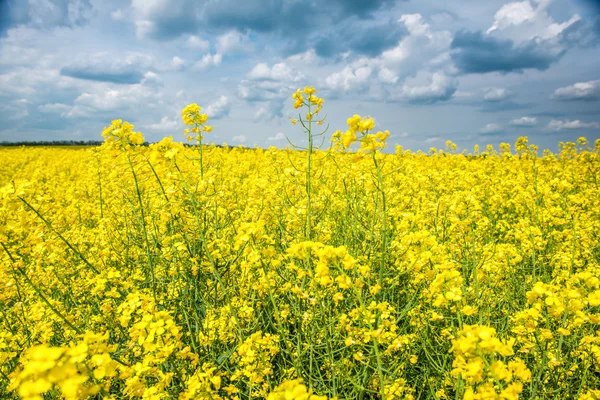 Summer field landscape, yellow rapeseed flower — Stock Photo, Image