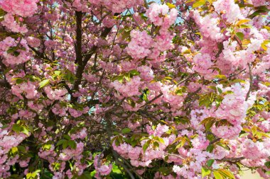 kiraz çiçek, çiçek bahar