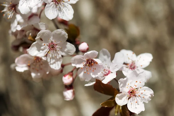 Cherry flower, blossom at spring — Stock Photo, Image
