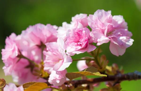 Cherry bloem, bloesem bij spring — Stockfoto