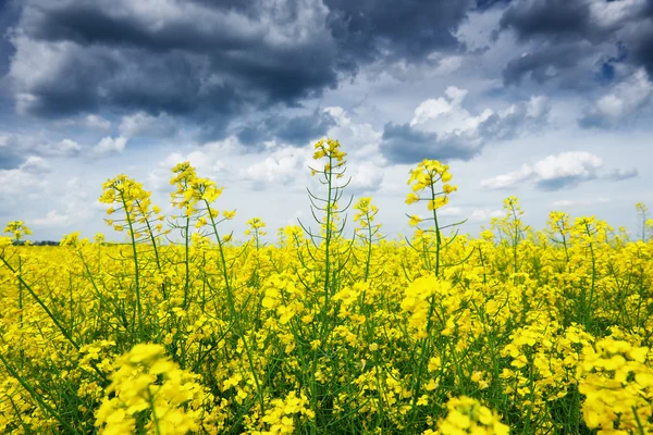 Sommer Feldlandschaft, gelbe Rapsblume — Stockfoto