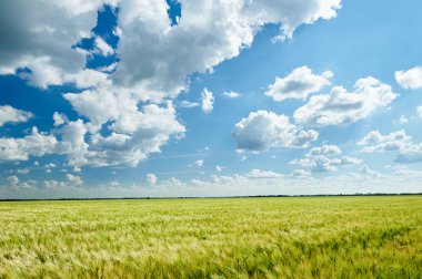 buğday alan ve gökyüzü manzara yaz