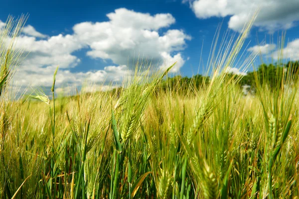 Campo di grano e cielo paesaggio estivo — Foto Stock