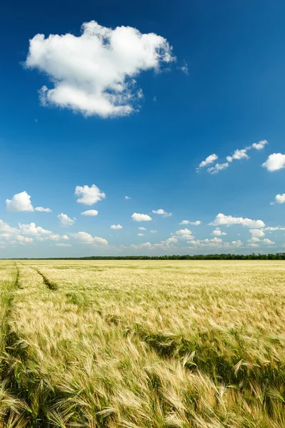 Wheat field and sky summer landscape — Stock Photo, Image