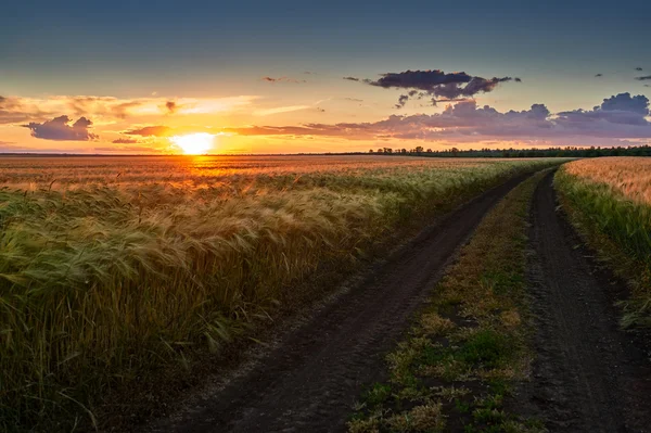 Dirty road on wheat field at sunset — Stock Photo, Image