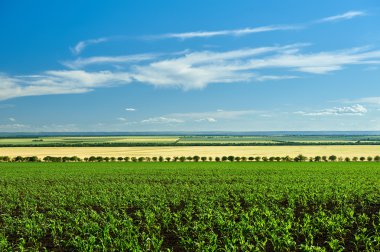 sebze alan ve gökyüzü manzara yaz