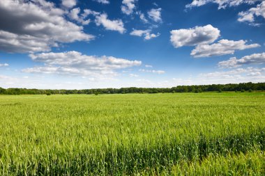 buğday alan ve gökyüzü manzara yaz