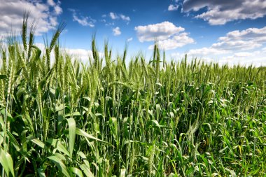 buğday alan ve gökyüzü manzara yaz