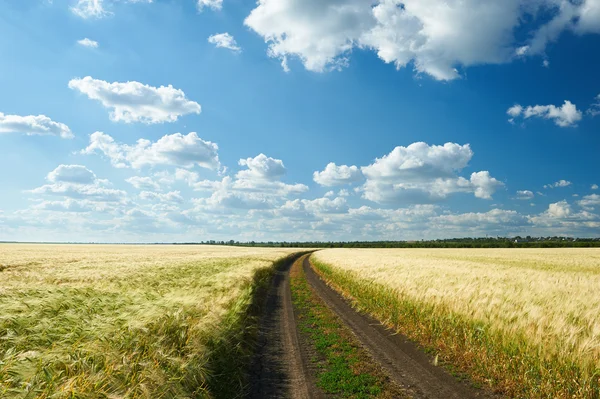 Dirty road on wheat field summer landscape — Stock Photo, Image