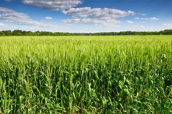 Wheat field and sky summer landscape — Stock Photo, Image