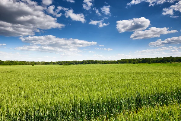 Pole pszenicy i niebo lato krajobraz — Zdjęcie stockowe
