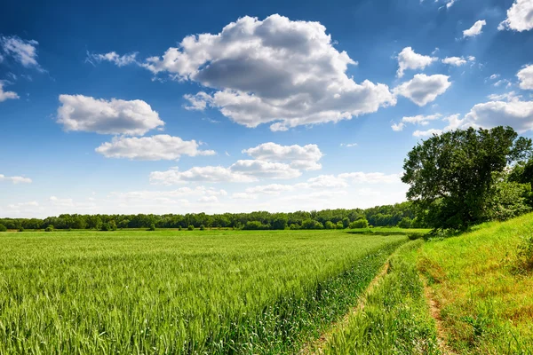 Wheat field and sky summer landscape — Stock Photo, Image