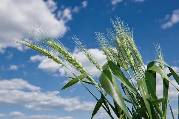 Pšeničné pole a obloha letní krajina — Stock fotografie