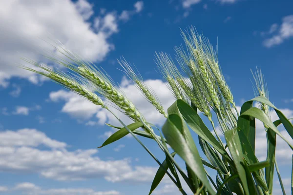 Campo di grano e cielo paesaggio estivo — Foto Stock